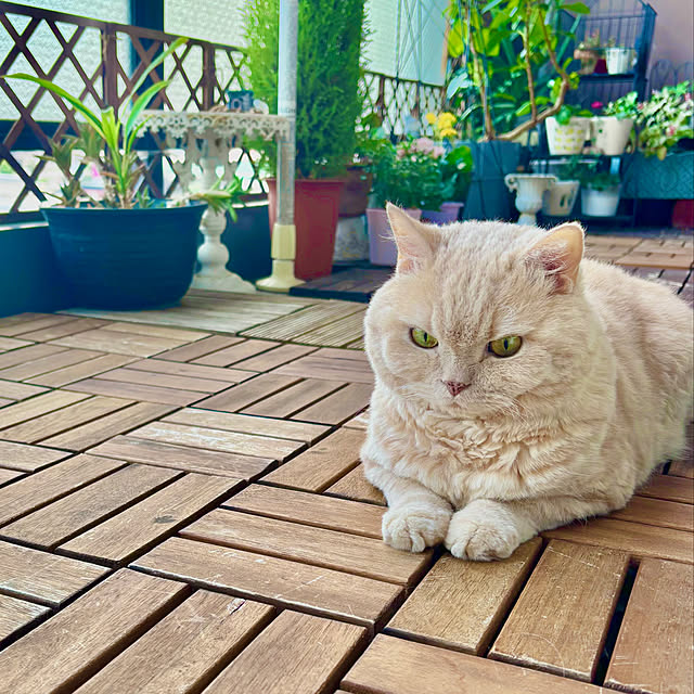 naokoさんの実例写真