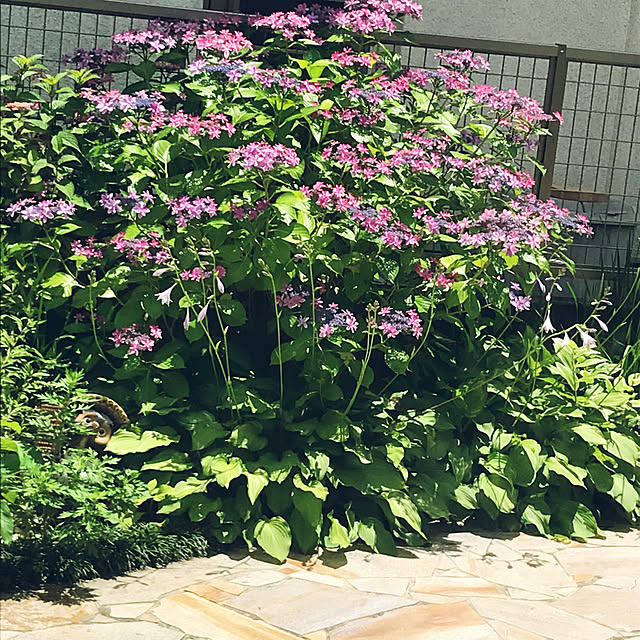 portulacaさんの実例写真