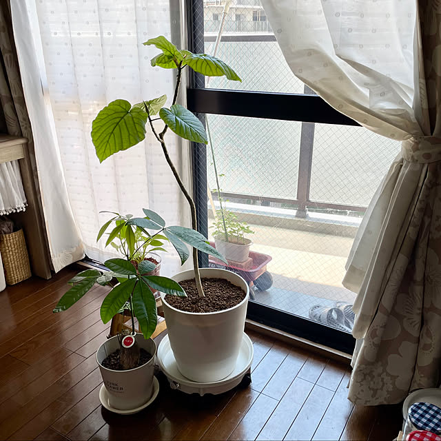 honpoさんの実例写真
