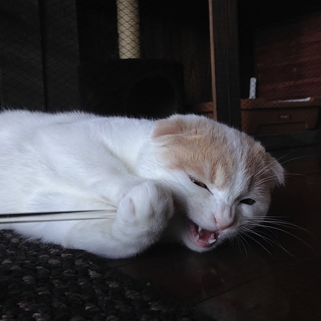 onojiijiさんの実例写真