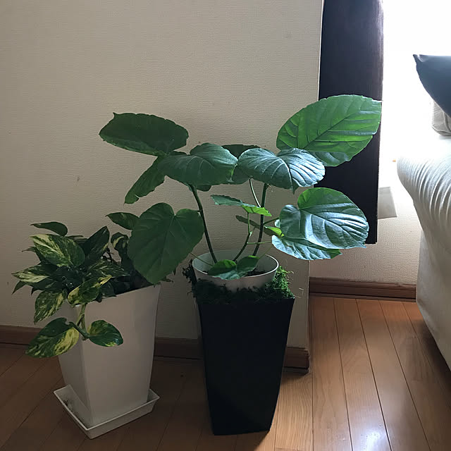 Akiさんの実例写真