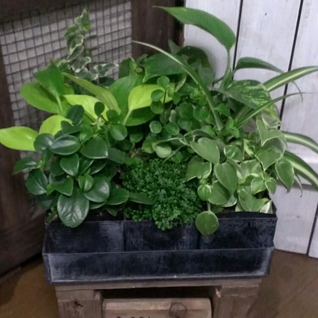 manmaru3さんの実例写真