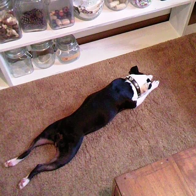 BOSTONさんの実例写真