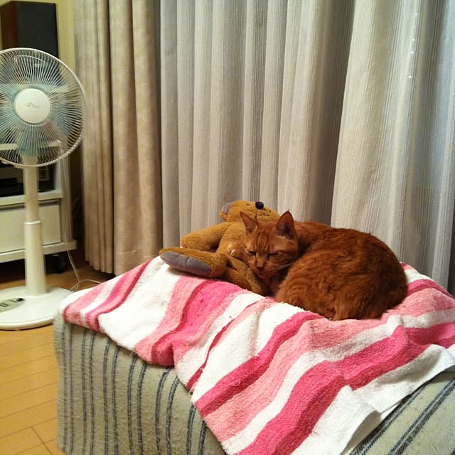 cyokotaroさんの実例写真