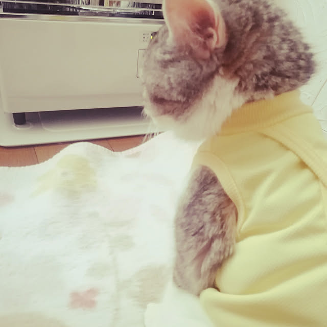 Puchiyakoさんの実例写真