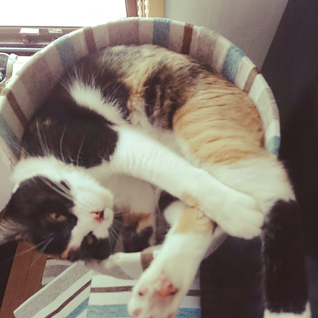 honey_beemtさんの実例写真