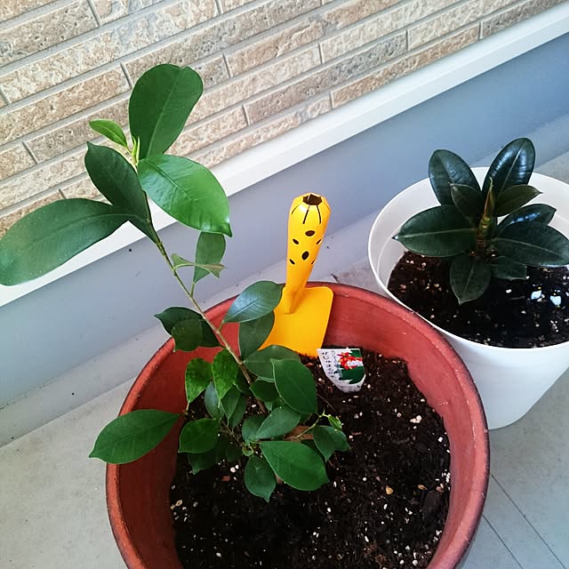 44さんの実例写真