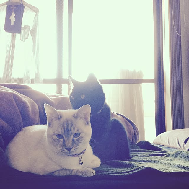 Naoki.さんの実例写真