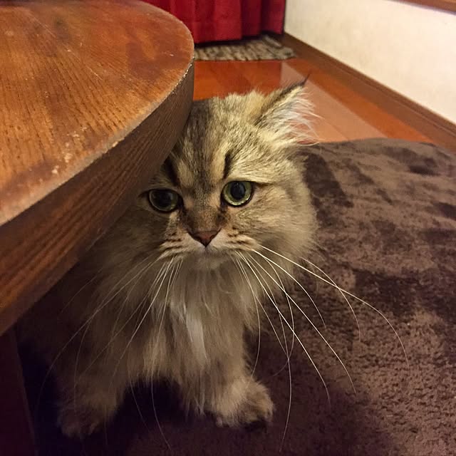 butachanさんの実例写真