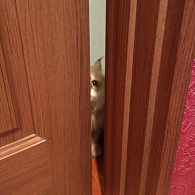 butachanさんの実例写真