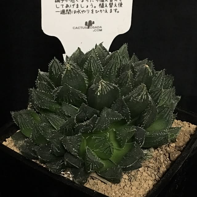 pinさんの実例写真