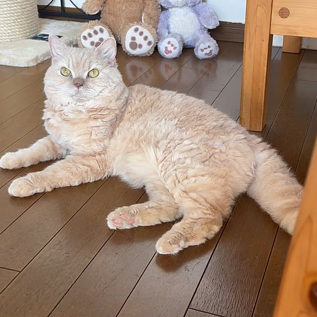 naokoさんの部屋