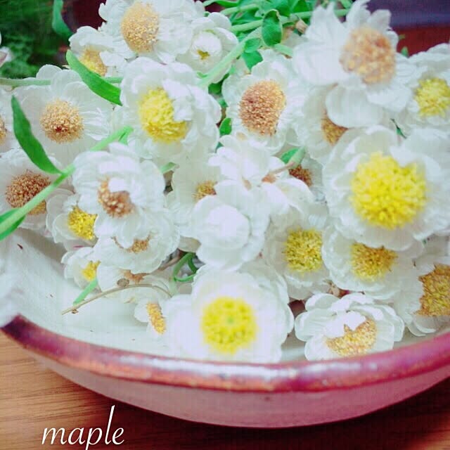 mapleさんの実例写真