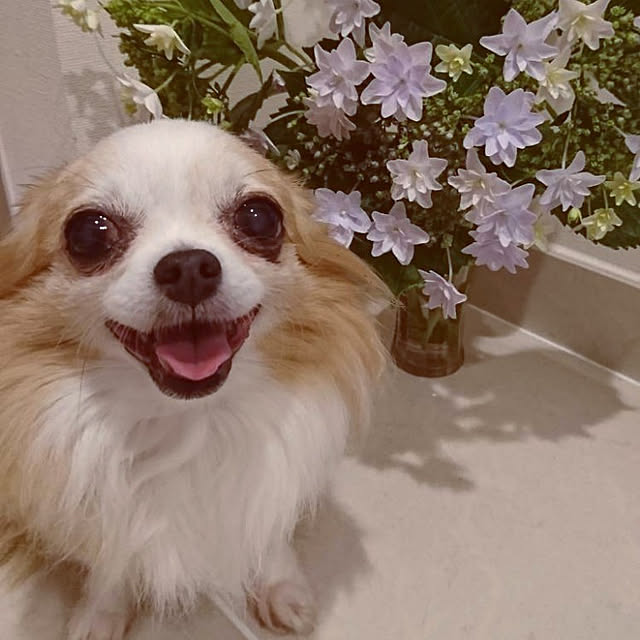 jinmamaさんの実例写真
