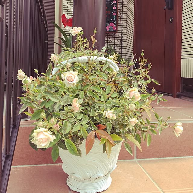 nonさんの実例写真