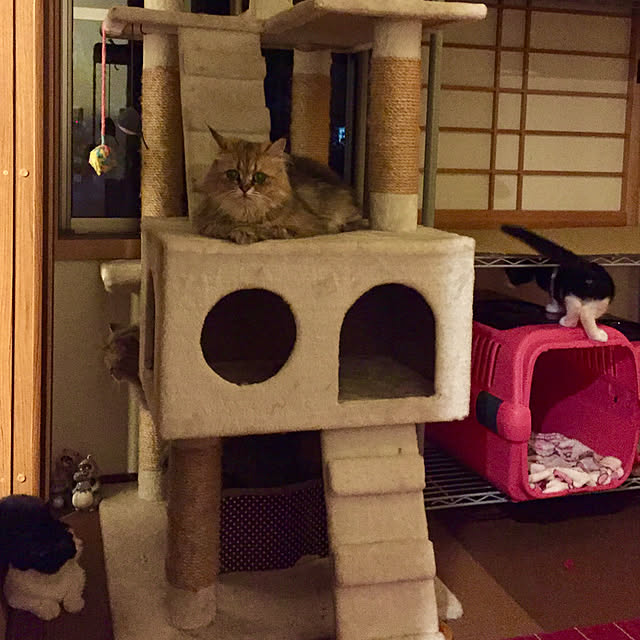 butachanさんの実例写真