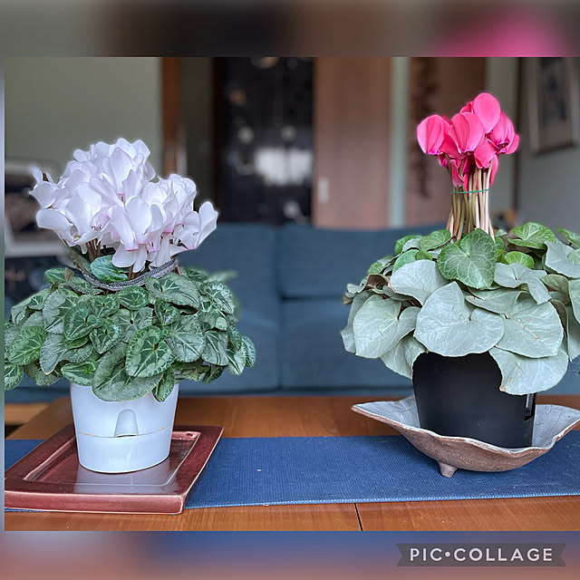 buchiさんの実例写真