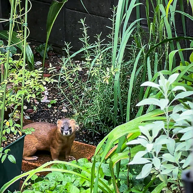 fawnさんの実例写真