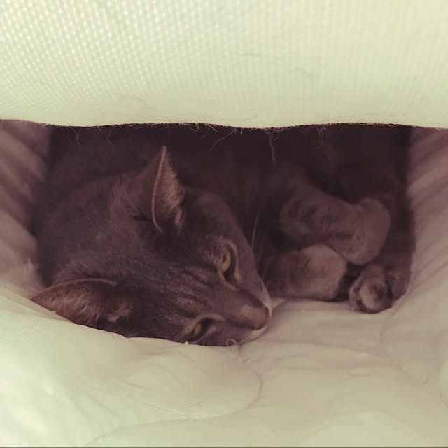 ansanさんの実例写真
