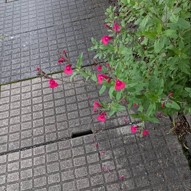 minnieさんの部屋