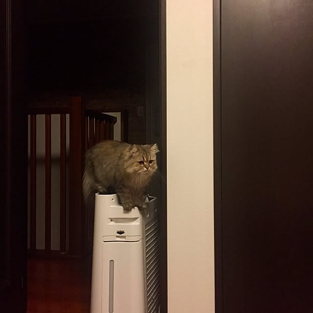 butachanさんの実例写真