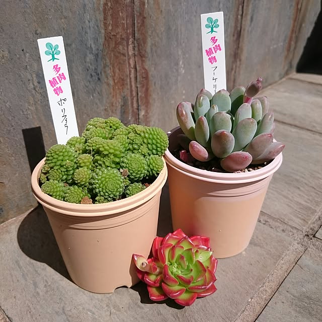 chocoraisinさんの実例写真