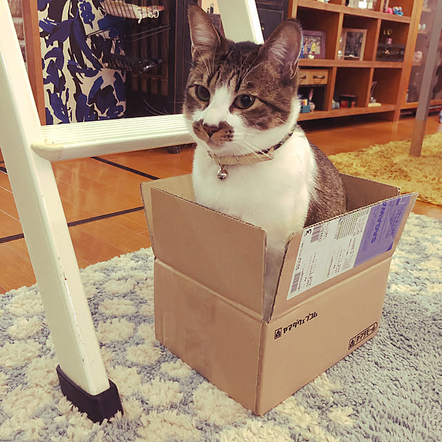jijiさんの実例写真