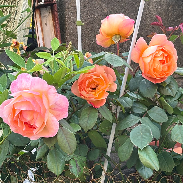 SIELUさんの部屋