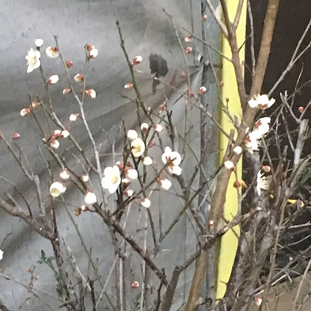 naokazuさんの実例写真