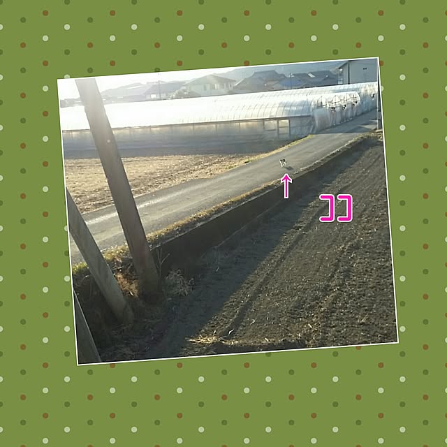 lemoned1126さんの実例写真