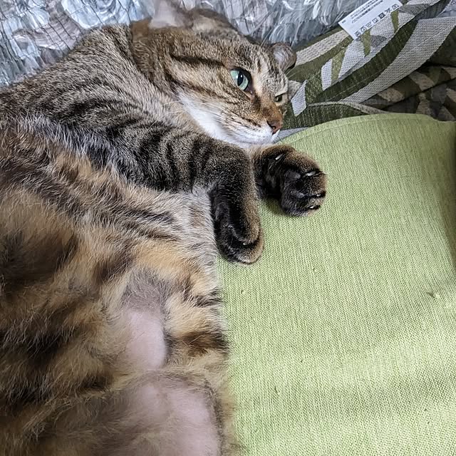 壁/天井/ねこのいる日常/ねこと暮らすのインテリア実例 - 2024-12-07 12:25:36