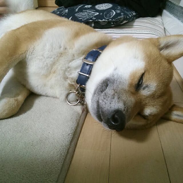 kotaさんの実例写真