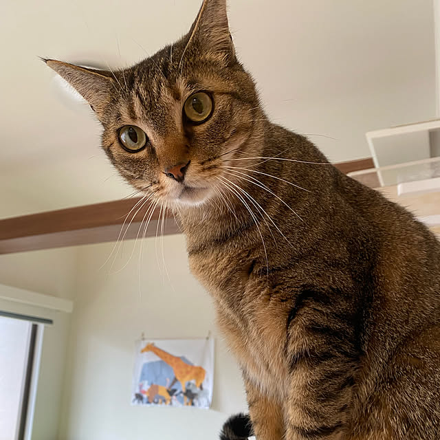 mikomaruさんの実例写真