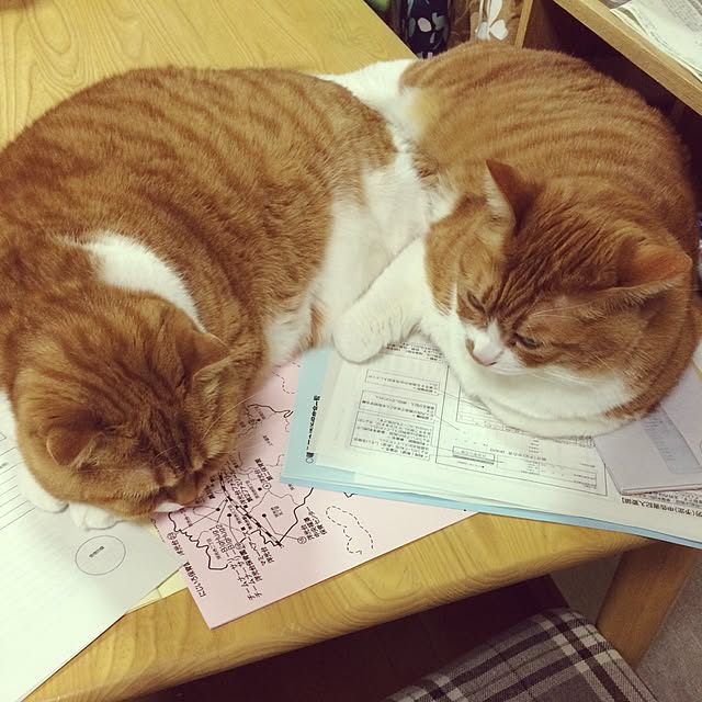 pikkariさんの実例写真