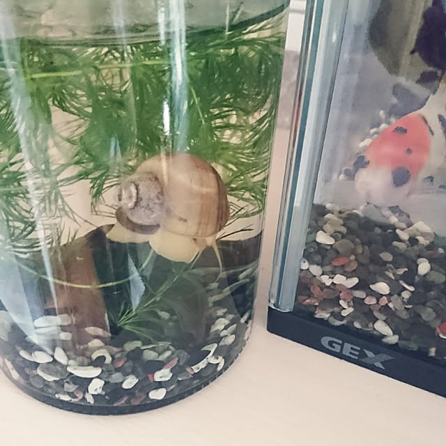 AZさんの実例写真