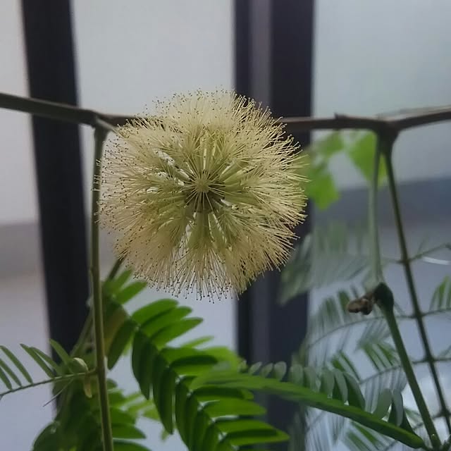 Shihoさんの実例写真