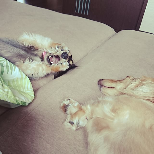 cocosorasakuさんの実例写真
