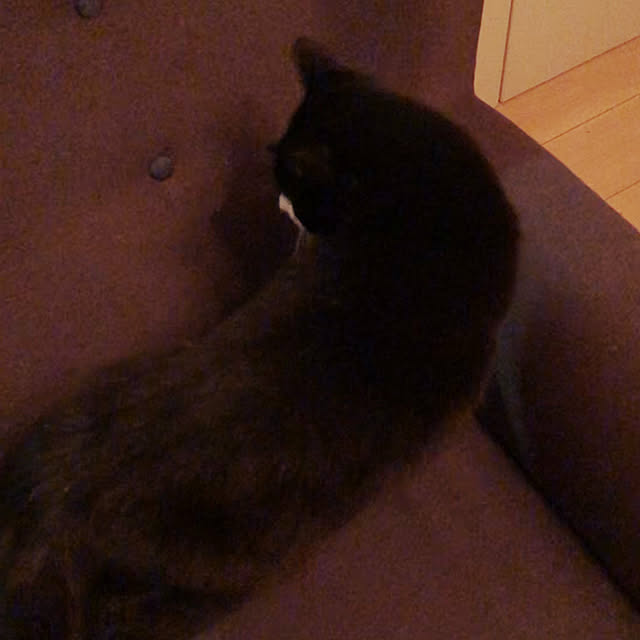 pippiさんの実例写真