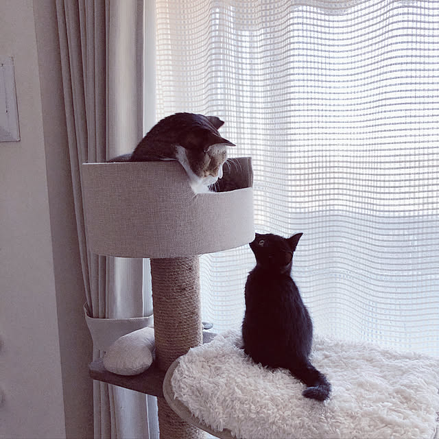 nekomiさんの実例写真