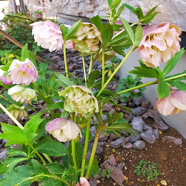 hm_myhomeさんの実例写真