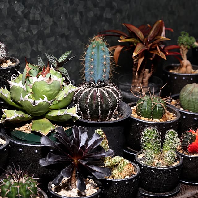 maxtopさんの実例写真