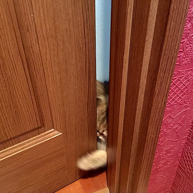 butachanさんの実例写真