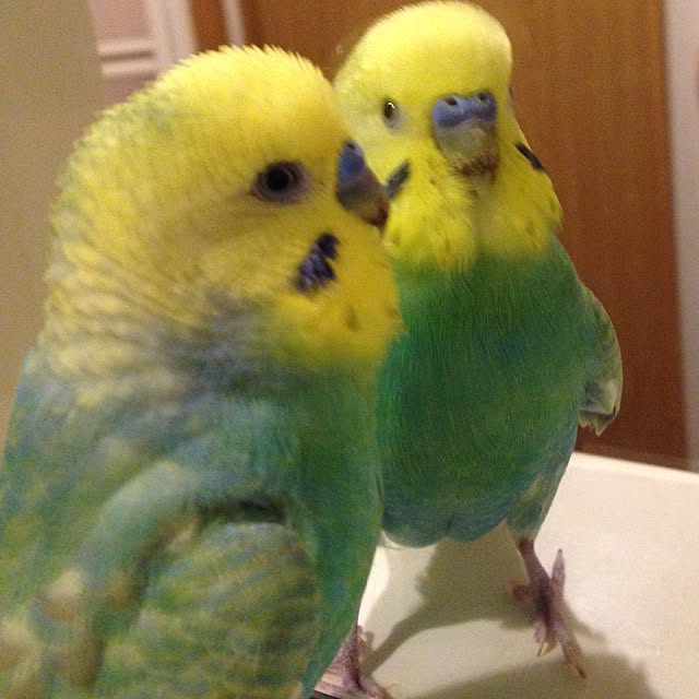 mgさんの実例写真