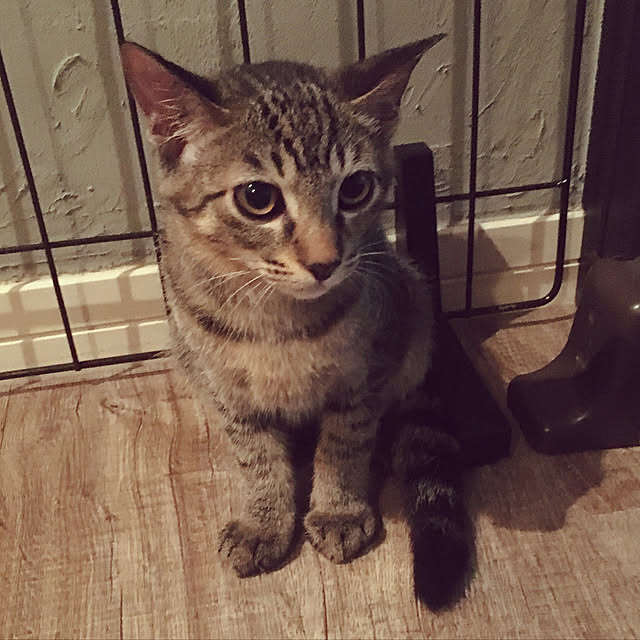 machaさんの実例写真
