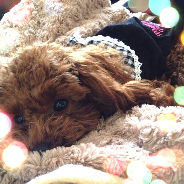 cocoさんの実例写真