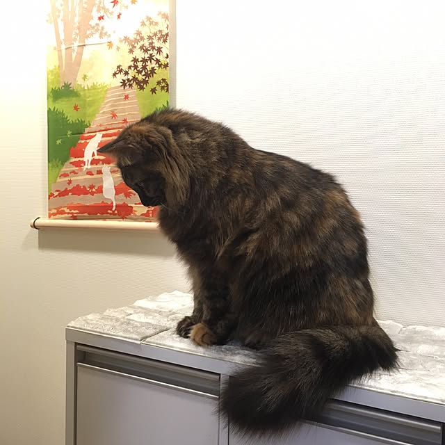 mikomaruさんの実例写真