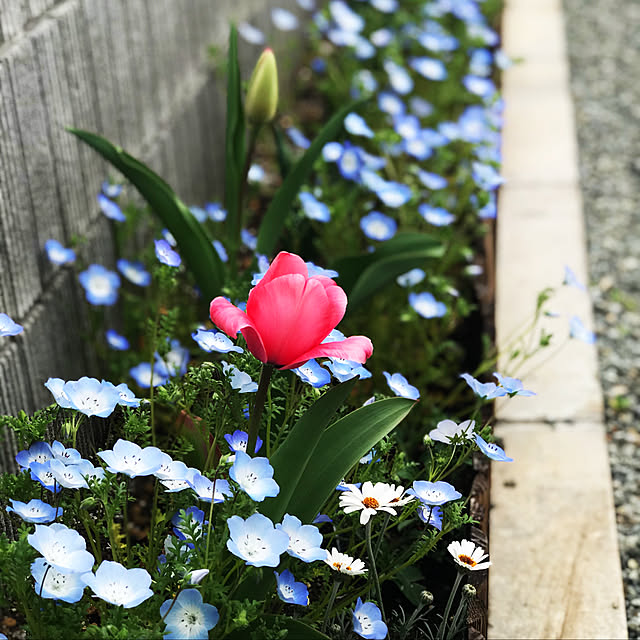 walzさんの実例写真