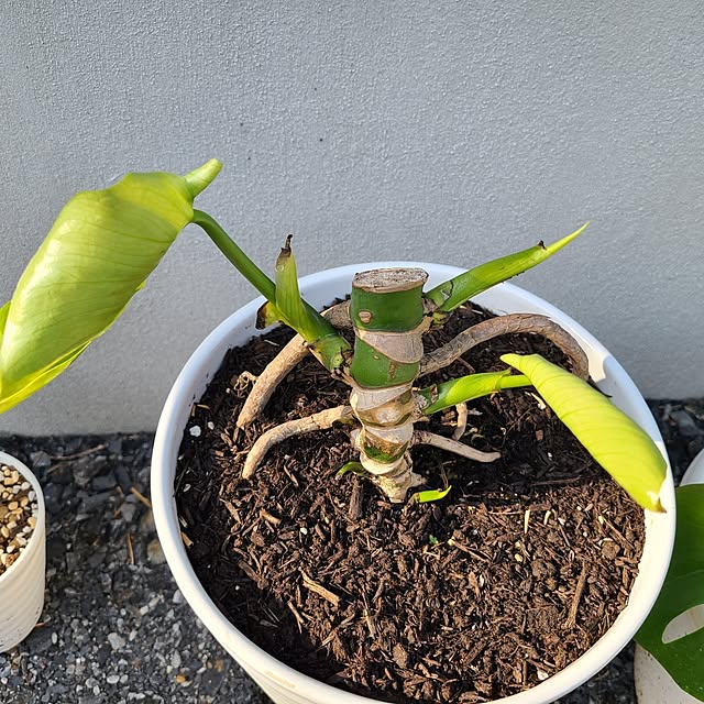 Rubiconさんの部屋