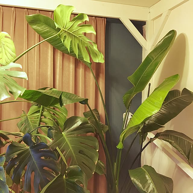makkunさんの実例写真