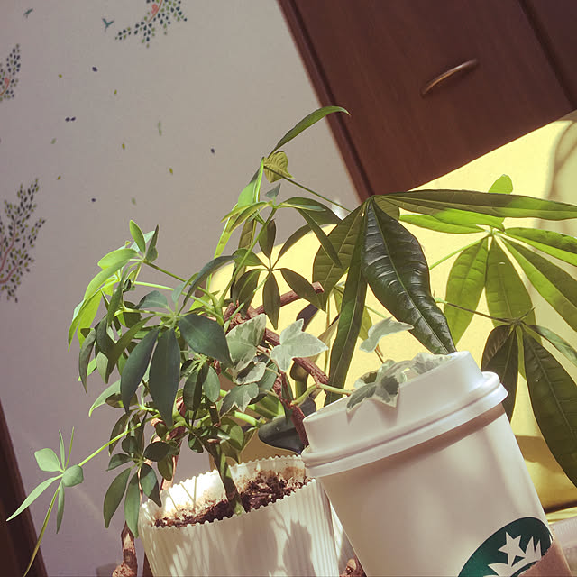 観葉植物/ナチュラル/リビングのインテリア実例 - 2019-07-07 14:56:45